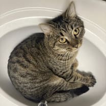 Thumbnail photo of Chunky #4