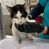 Thumbnail photo of Neo #2