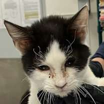 Thumbnail photo of Neo #3