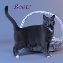 Thumbnail photo of Boots C25-332 #2