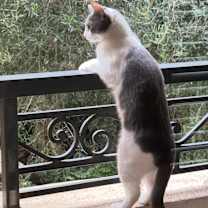 Thumbnail photo of Donut #4