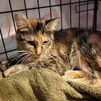 Thumbnail photo of Sparkle the cat #3