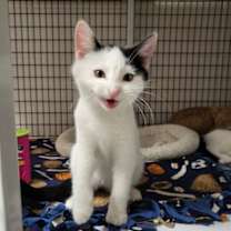 Thumbnail photo of Domino #2