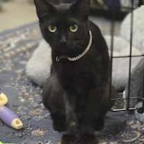 Thumbnail photo of Livvie JC bonded w Liza #1