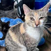 Thumbnail photo of Lollie Lothrup sf #1