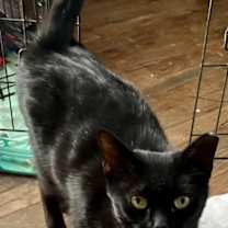 Thumbnail photo of Elvira sb #1