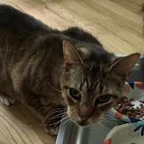 Thumbnail photo of Ozzie ms #2