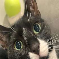 Thumbnail photo of Buddy OS #3