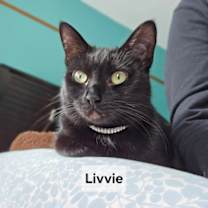 Thumbnail photo of Livvie JC bonded w Liza #3