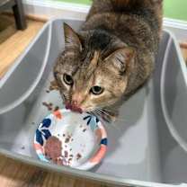 Thumbnail photo of Scout ms #3