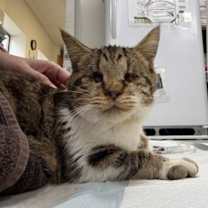 Thumbnail photo of Noseeum- Holiday foster Return #1