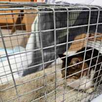 Thumbnail photo of Noseeum- Holiday foster Return #2