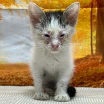 Thumbnail photo of Lavender #2