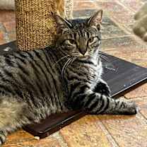 Thumbnail photo of Cuddlebug #2