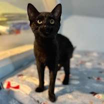 Thumbnail photo of Porter #3