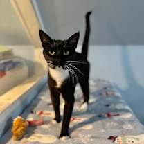 Thumbnail photo of Jiggly Puff #1