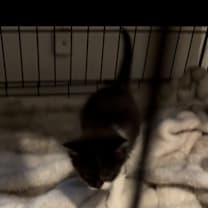 Thumbnail photo of Jet #4