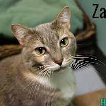 Thumbnail photo of Zara #3