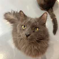 Thumbnail photo of Maverick #2