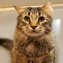 Thumbnail photo of Toki Wartooth #1