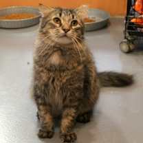 Thumbnail photo of Toki Wartooth #3