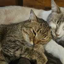 Thumbnail photo of Derpy *IN FOSTER*  FIV+ #1