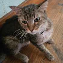 Thumbnail photo of Derpy *IN FOSTER*  FIV+ #2