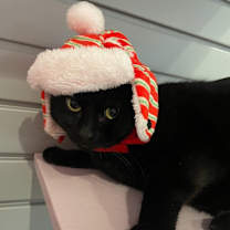 Thumbnail photo of Sake #2