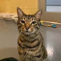 Thumbnail photo of Klaus #2