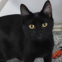 Thumbnail photo of Misty Onyx * IN FOSTER * #1