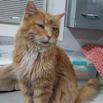 Thumbnail photo of Morris * IN FOSTER * #1