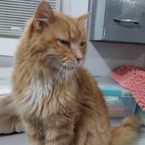 Thumbnail photo of Morris * IN FOSTER * #2