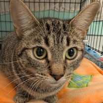 Thumbnail photo of Peach #2