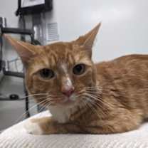 Thumbnail photo of Catawampus #1