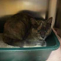 Thumbnail photo of Dusty #2