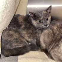 Thumbnail photo of Rusty #3