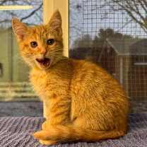 Thumbnail photo of Toffee * IN FOSTER * #1