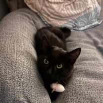 Thumbnail photo of Toffee #1