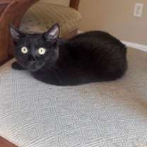 Thumbnail photo of Toffee #2