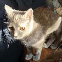 Thumbnail photo of Fern #1