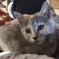 Thumbnail photo of Fern #3