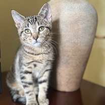 Thumbnail photo of Pugsley #1