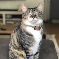 Thumbnail photo of Lucy (Lulu) #1