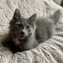 Thumbnail photo of Prince Charming #2