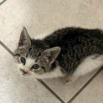 Thumbnail photo of Peanut #2