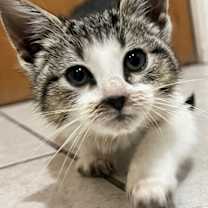 Thumbnail photo of Peanut #1