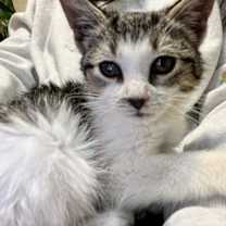 Thumbnail photo of Peanut #3