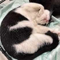 Thumbnail photo of Remi #2