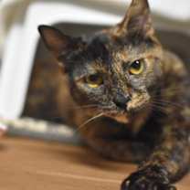 Thumbnail photo of Velma #4