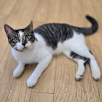 Thumbnail photo of Coal #3